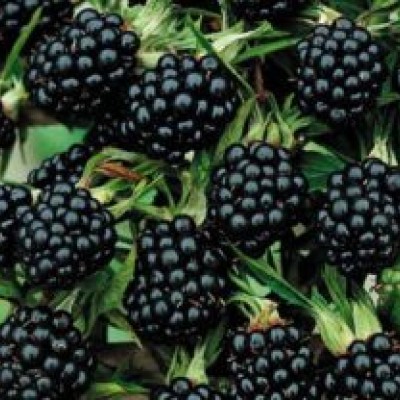 Arbusti Fructiferi - Mur Thornfree