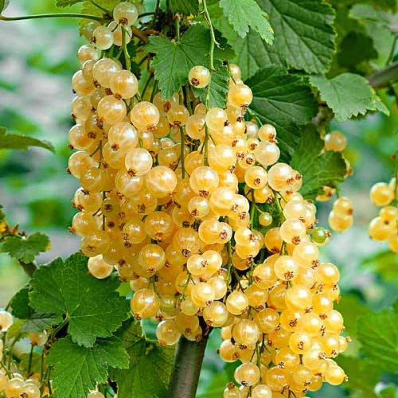 Arbusti Fructiferi - Coacaz Alb