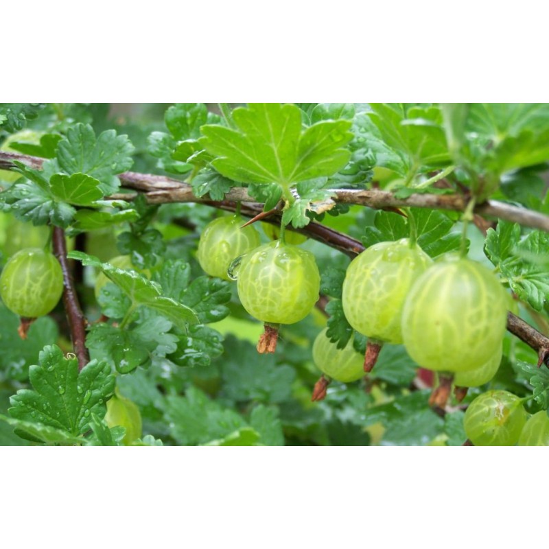 Arbusti Fructiferi - Agris Alb Invicta