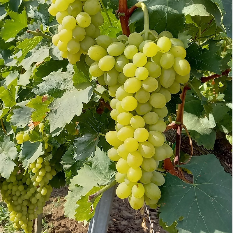 Vita de Vie - Afuz Ali