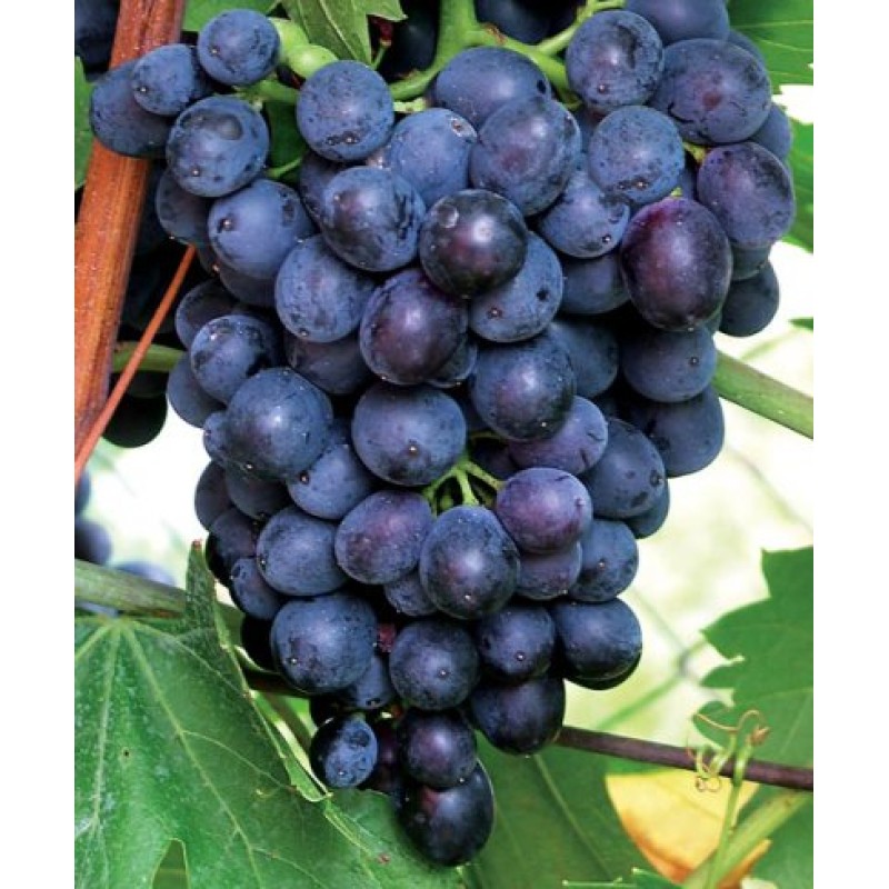 Vita de Vie - Esther