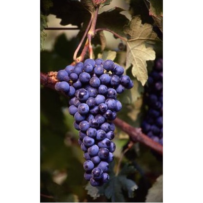 Vita de Vie - Merlot