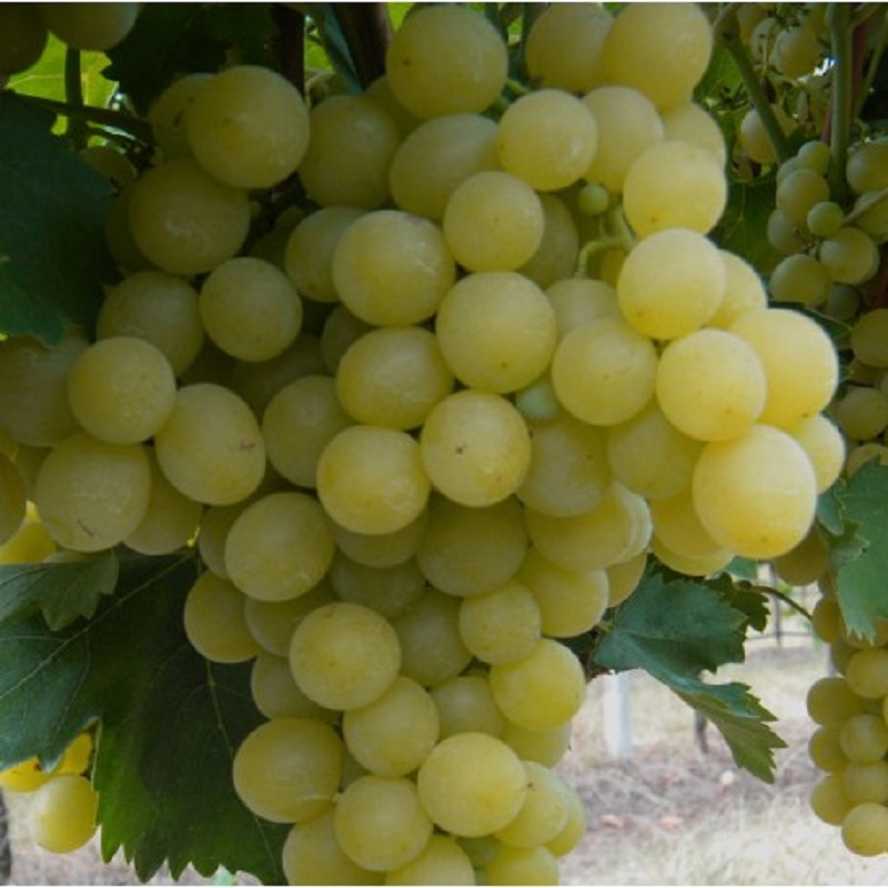 Vita de Vie - Muscat Italia