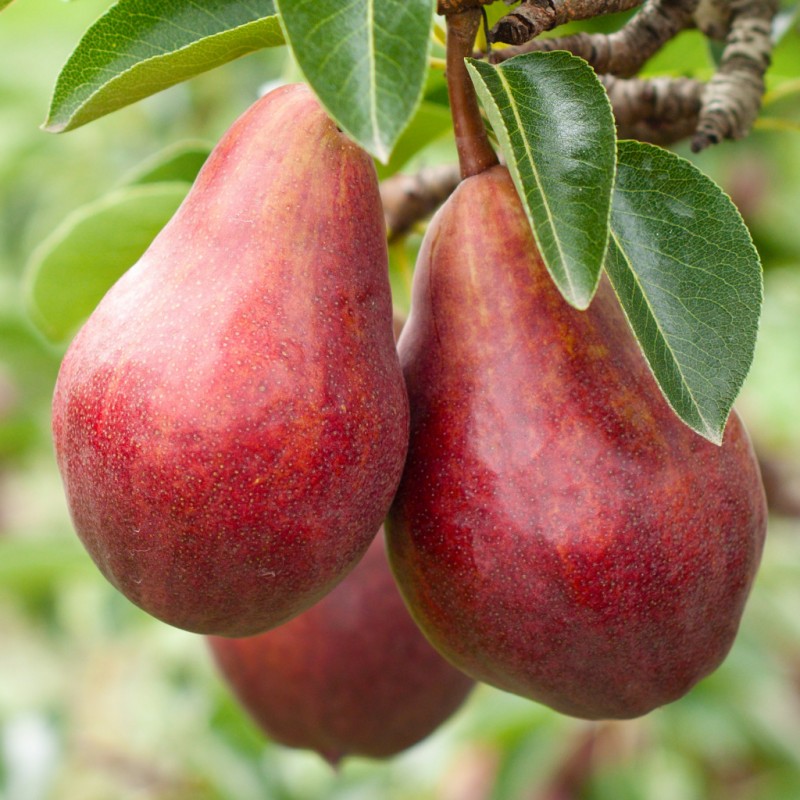 Pomi Fructiferi - Par Wiliams Rosu