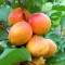 Pomi Fructiferi - Cais Harcot