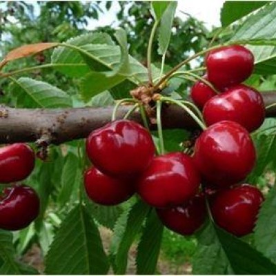 Pomi Fructiferi - Cires Bigarreau-Burlat