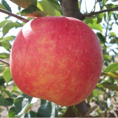 Pomi Fructiferi - Mar Generos