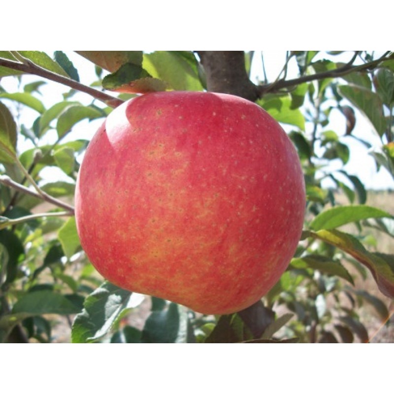 Pomi Fructiferi - Mar Generos
