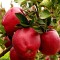 Pomi Fructiferi - Mar Starkrimson