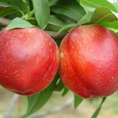 Pomi Fructiferi - Nectarin Nectared 2