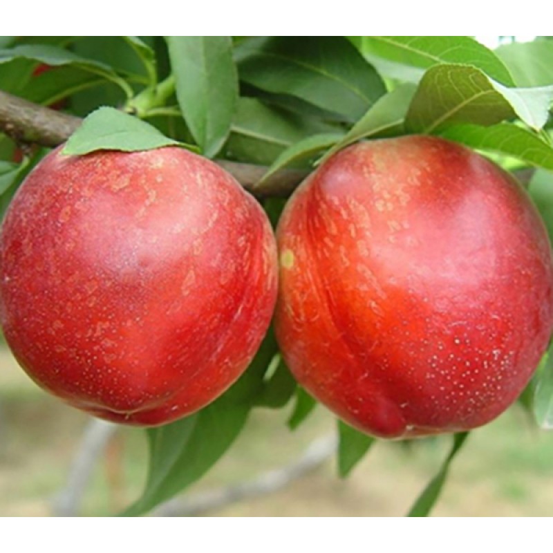 Pomi Fructiferi - Nectarin Nectared 2