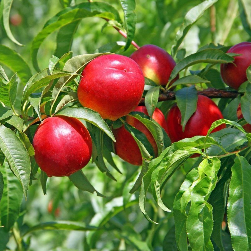 Pomi Fructiferi - Nectarin Nectared 4