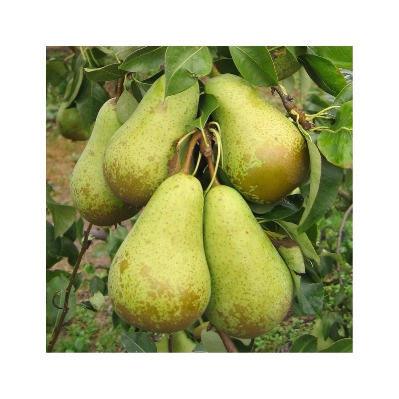 Pomi Fructiferi - Par Conference