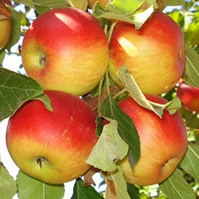 Pomi Fructiferi - Mar Parmen Auriu