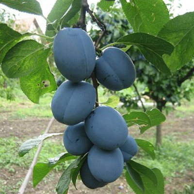 Pomi Fructiferi - Prun Cacanska Lepotica 