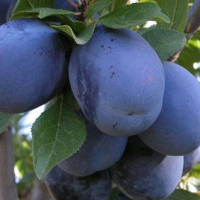 Pomi Fructiferi - Prun Stanley 