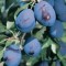 Pomi Fructiferi - Prun Bluefree