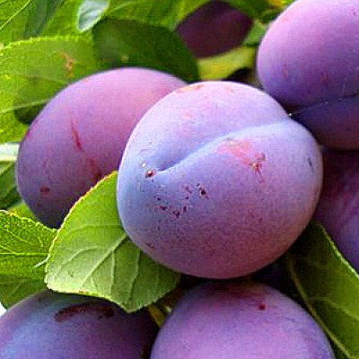 Pomi fructiferi - Prun D'agen