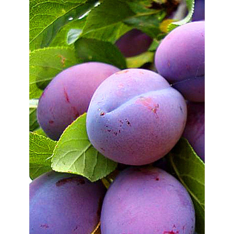 Pomi fructiferi - Prun D'agen