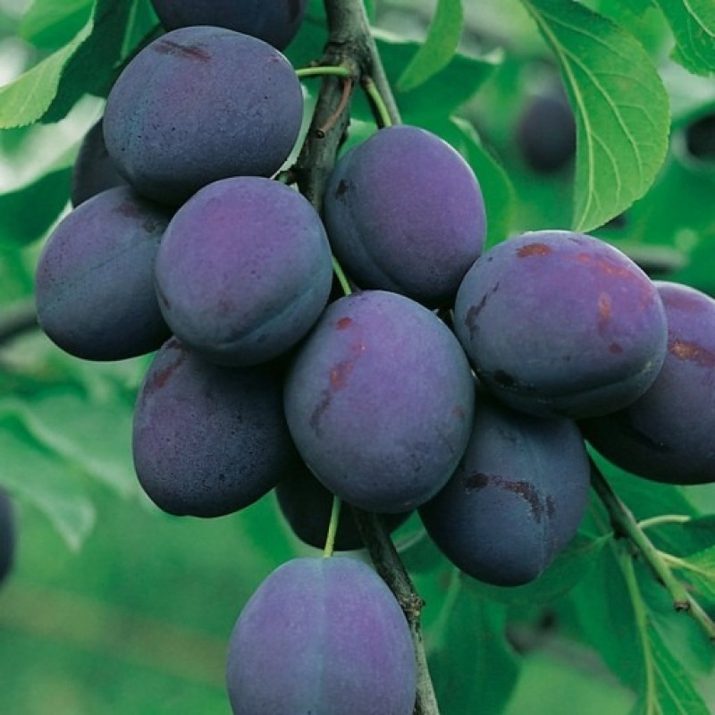 Pomi Fructiferi - Prun President