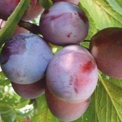 Pomi Fructiferi - Prun Silvia