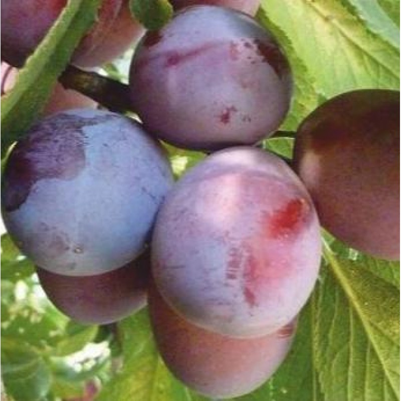 Pomi Fructiferi - Prun Silvia