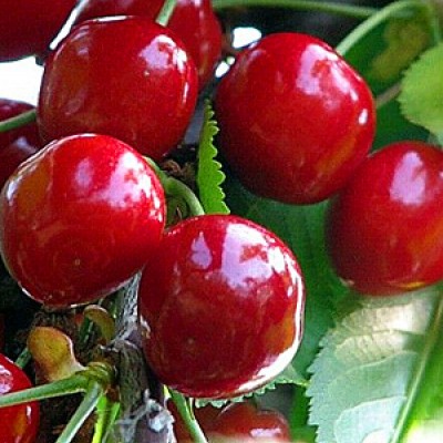 Pomi Fructiferi - Cires Timpuriu de Bistrita