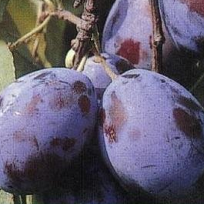 Pomi Fructiferi - Prun Tuleu Gras 