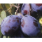 Pomi Fructiferi - Prun Tuleu Gras 