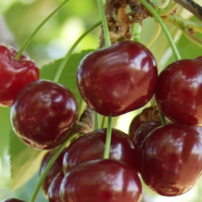 Pomi Fructiferi - Visin Pandy