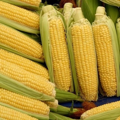 Porumb Zaharat - Glikos F1 - 100.000 seminte