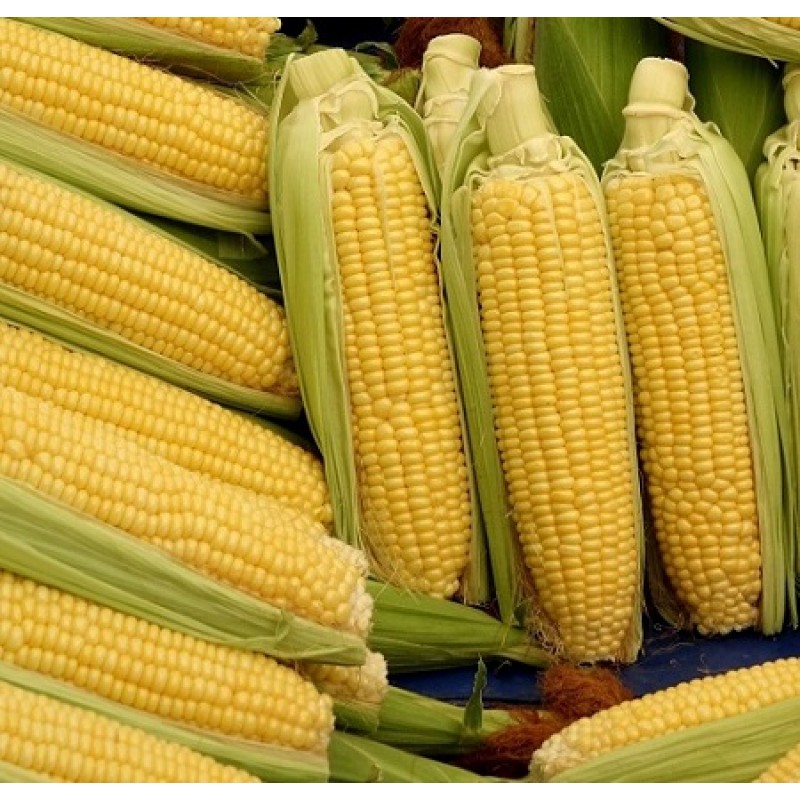 Porumb Zaharat - Glikos F1 - 50.000 seminte