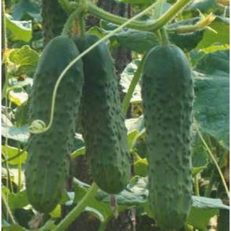 Seminte Castraveti Ekol F1 - 500sem