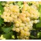 Vita de vie - Muscat Ottonel