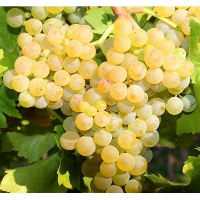 Vita de vie - Muscat Ottonel