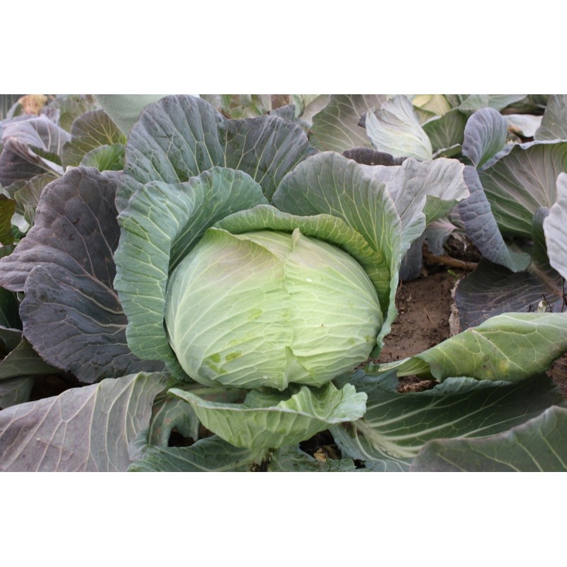 Varza Beverly Hills F1 - 25000 seminte