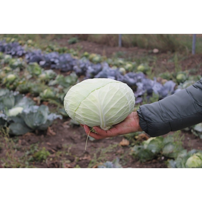 Varza Beverly Hills F1 - 25000 seminte