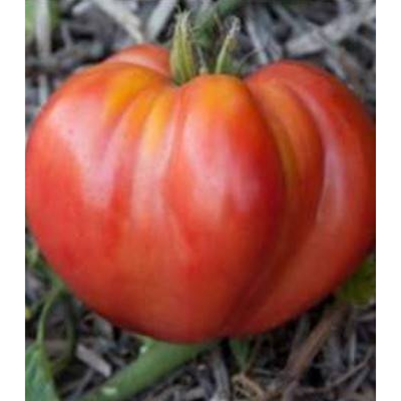Seminte de tomate Pera D'Abruzzo - 100sem