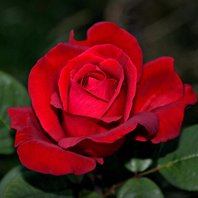 Trandafir teahibrid Mister Lincoln