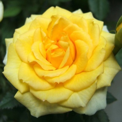 Trandafir teahibrid Arthur Bell