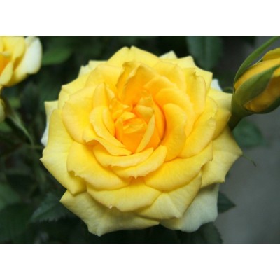 Trandafir teahibrid Arthur Bell