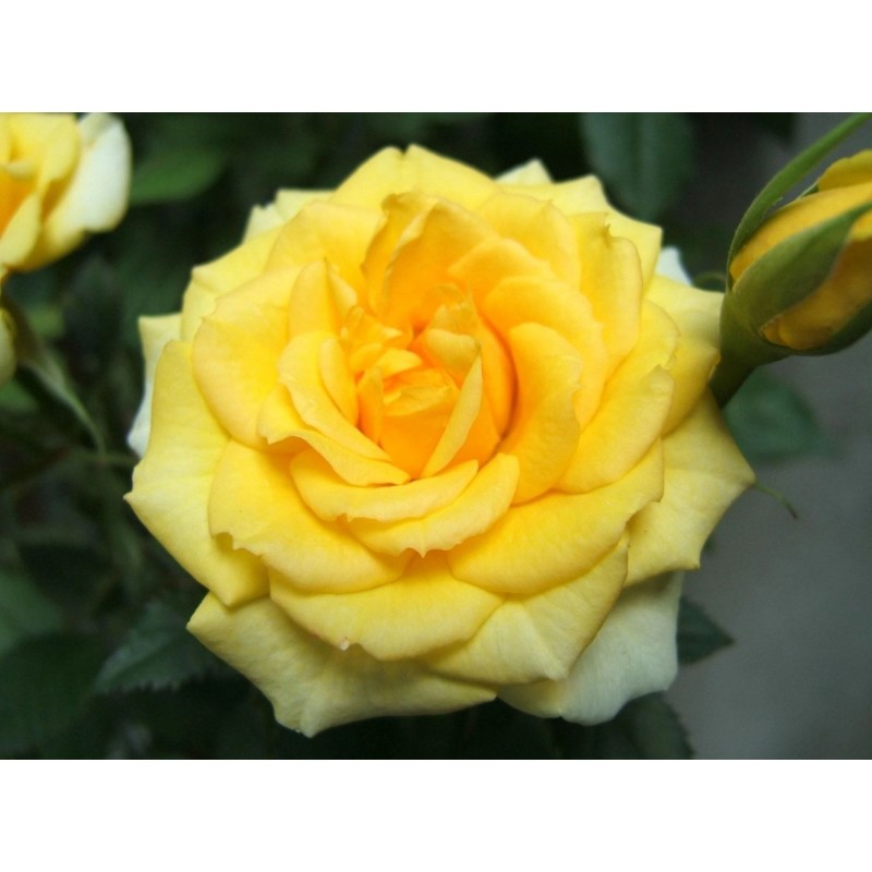 Trandafir teahibrid Arthur Bell