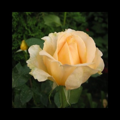 Trandafir teahibrid Casanova