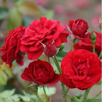 Trandafir Nina Weibull Polyantha