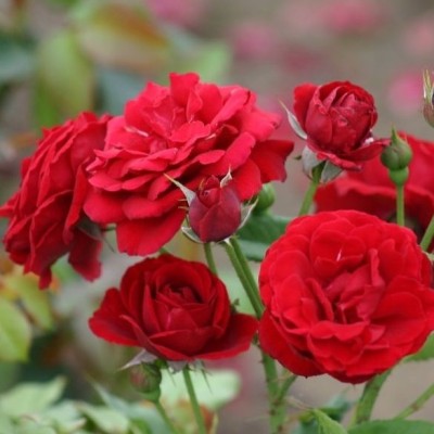 Trandafir Nina Weibull Polyantha