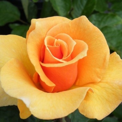 Trandafir teahibrid Eclips  