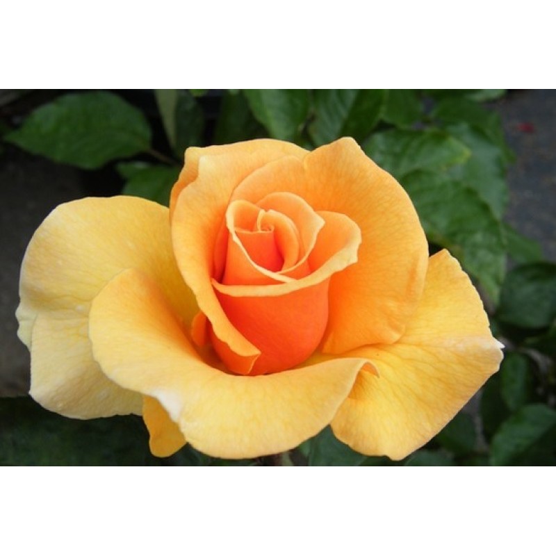 Trandafir teahibrid Eclips  