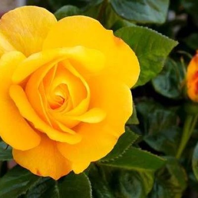 Trandafir teahibrid Golden Elegance