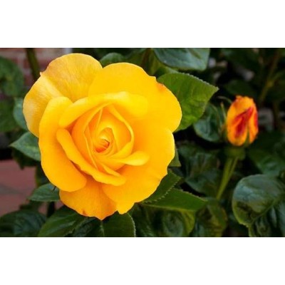 Trandafir teahibrid Golden Elegance