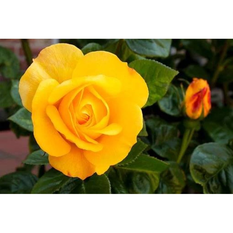 Trandafir teahibrid Golden Elegance